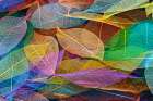 Multi-colored skeleton leaves arranged on black background Art Print
